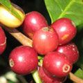 unpicked coffee berries